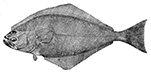 Hippoglossus hippoglossus_claves.jpg